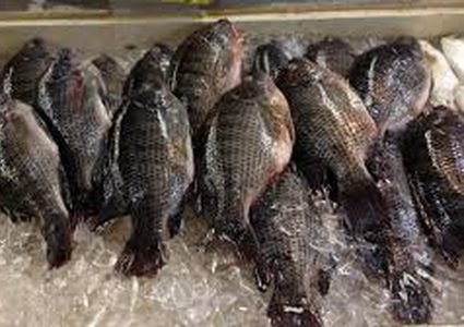 هرمون الأنسولين في الأسماك بسبب فيروس!