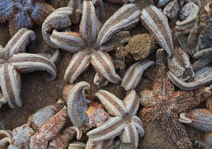 "مجزرة" كائنات بحرية في بحر الشمال