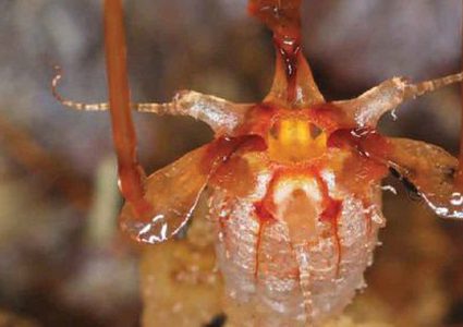 بعد غياب دام 151 عاما .... "النبتة العجيبة" تعود مجددا!