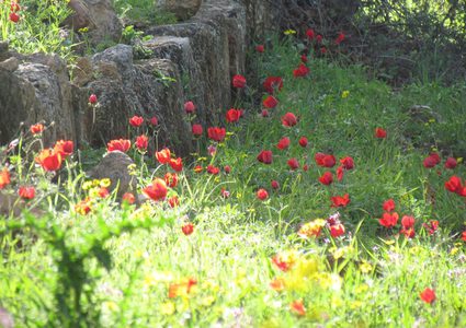 المهرجان الأخضر.. دق أبوابنا