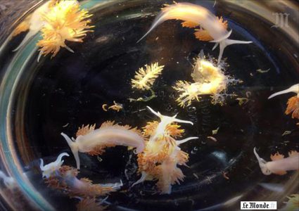 تسونامي يقتل 300 نوع من الاحياء البحرية