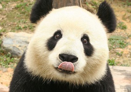 مليار ونصف دولار لبناء بيوت للباندا!