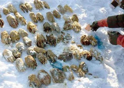 أيدي "مقطوعة" وموضوعة في الثلج تثير الهلع في روسيا!