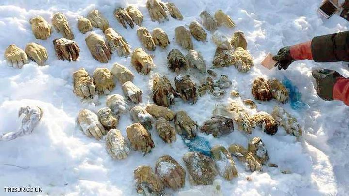أيدي "مقطوعة" وموضوعة في الثلج تثير الهلع في روسيا!