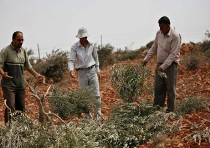 مستوطنون يقطعون أشجار زيتون جنوب نابلس