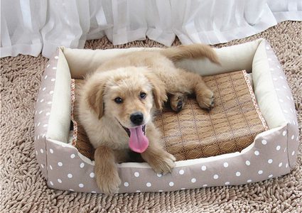 لماذا يجب ابعاد الكلاب عن الفراش!