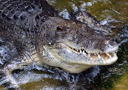 التماسيح "تغزو" بلدة أسترالية