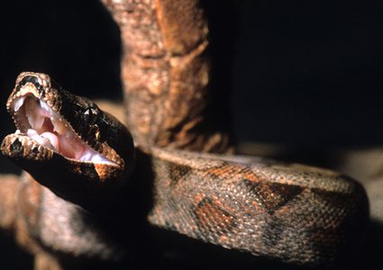 أفعى تبتلع غزالة كاملة