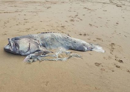 العثور على سمكة نادرة جرفتها الأمواج