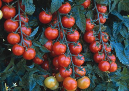 التعديل الوراثي لإطعام العالم إلى أين!