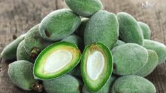 فوائد اللوز الأخضر لجسم الانسان (فيديو)