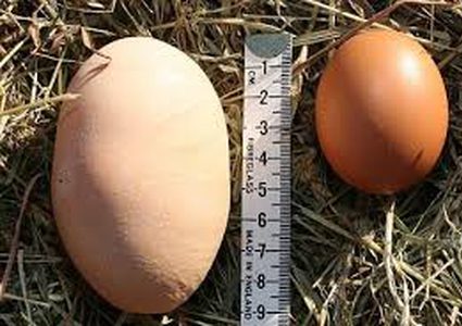 بيضة تثير دهشة مزارع أسترالي