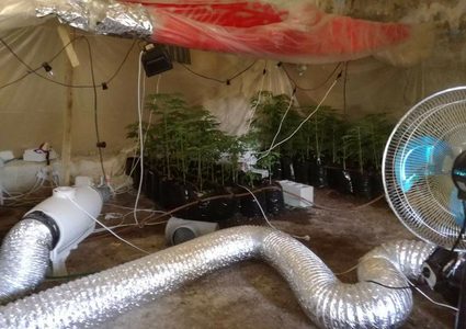 ضبط مشتل مخدرات بالظاهرية