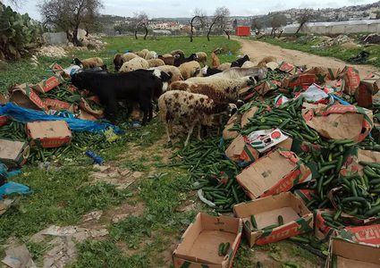"الخيار يا بلاش... بالقمامة مش بالسوق"