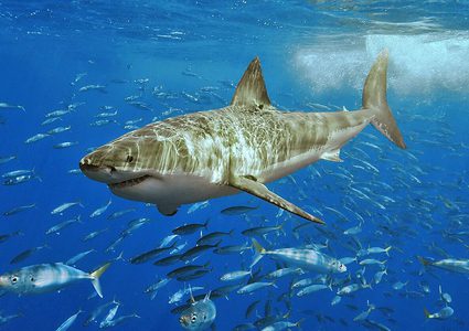 "مشكلة اجتماعية" تضاف لمشاكل حماية المحيطات