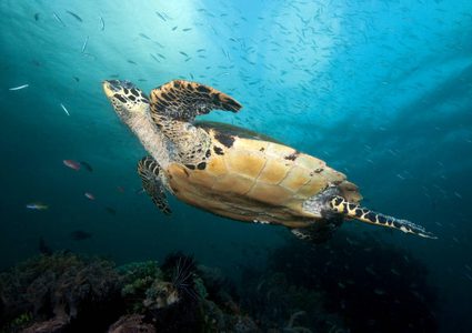 الولايات المتحدة تغيب مجدداً عن القمة العالمية للمحيطات!