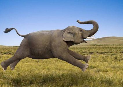 سلحفاة محظوظة... تنجو من الموت تحت أقدام الفيلة (فيديو)