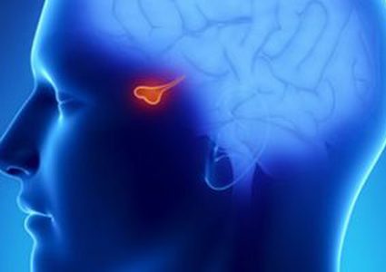 الغدة النخامية فى حجم حبة البازلاء وتنتج هرمونات النمو