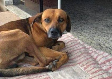 أوفى الأوفياء.. كلب يعتصم بالمستشفى الذي توفي فيه صاحبه