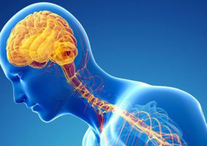 الجهاز السمبثاوى.. كيف يتحكم هذا الجزء الصغير فى كل أعضاء جسدك