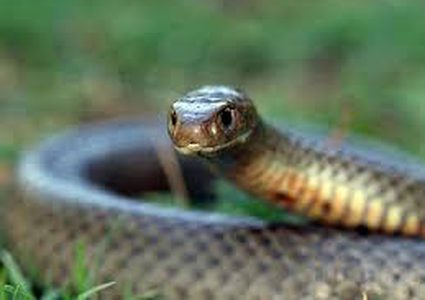 سم الأفعى "بديلا" للمضادات الحيوية