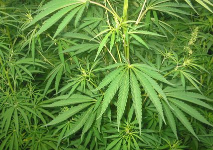 هل يساعد القنب على علاج الأكزيما والصدفية؟