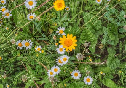 فصل الربيع يبدأ الثلاثاء (صور)