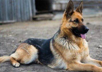 جاكيت من الذهب مرصع بالكرستال والألماس بمبلغ خيالي خاص للكلاب فقط!