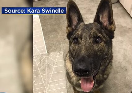 كلب يعود إلى موطنه على متن طائرة خاصة