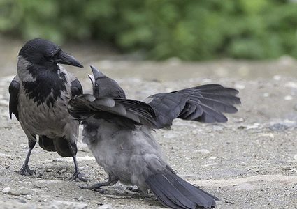 خبراء يحددون أسباب نعيق الغربان!