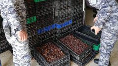 اتلاف 2.5 طن تمر غير صالح للاستهلاك الآدمي