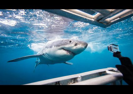 رغم محاولتها إلتهامه...غواص ينقذ سمكة قرش (فيديو)