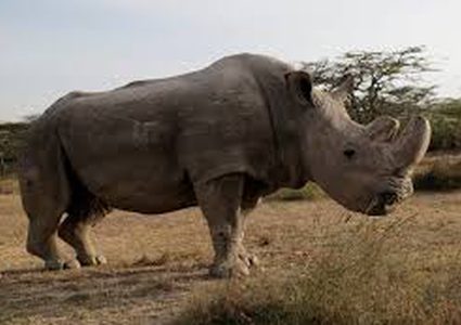 انقراض وحيد القرن الأبيض بوفاة اخر ذكوره!