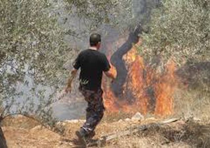 الاحتلال يحرق مزروعات في سبسطية