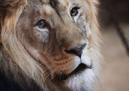 أسد يقتل عاملا في حديقة حيوان!