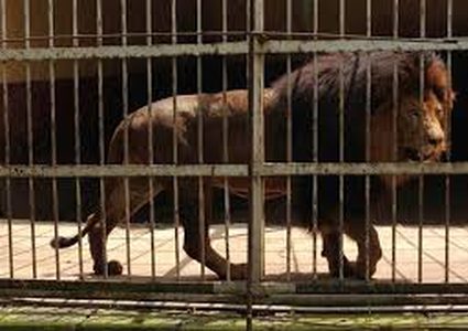 أسد يقتل عاملا في حديقة حيوان!