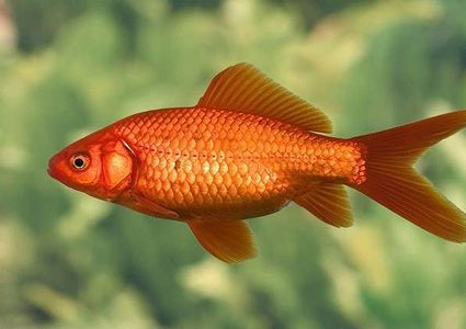 فائدة علاجية غير مسبوقة لحراشف الأسماك!