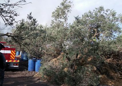 الخارجية: الاحتلال يشن حرباً على أشجار الزيتون