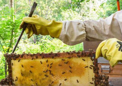 البابا لـ"النّجاح" :  82 ألف خلية نحل في فلسطين والانتاج يقارب 600 طن