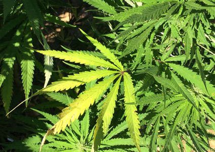 "الأمن الوقائي" يضبط 7000 شتلة من الماريجوانا في طوباس