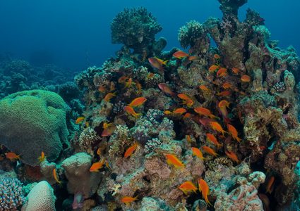 اكتشاف منطقة شعب مرجانية غامضة وأسماك غير معروفة!