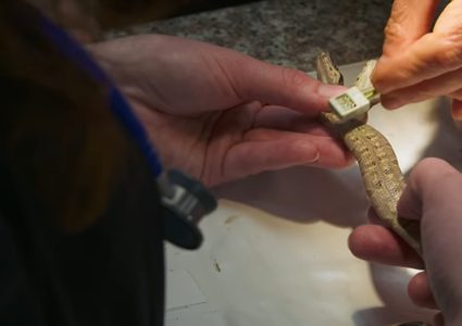 أفعى برأسين وقلبين تدهش العلماء