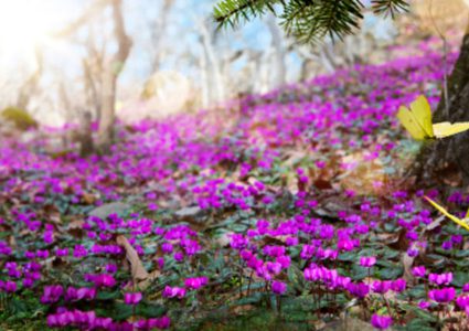 فوائد فصل الربيع من الناحية النفسية والصحية