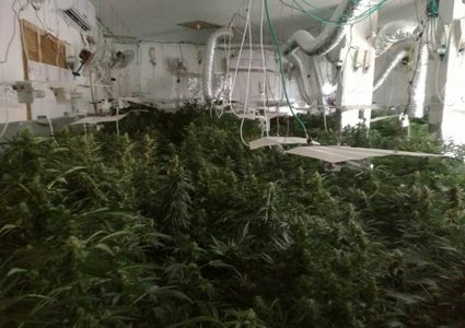 ضبط مشتل لزراعة المخدرات في الظاهرية