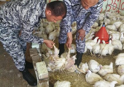 ضبط محل دجاج غير مستوفي للشروط الصحية والقانونية
