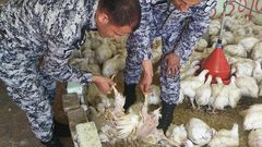 ضبط محل دجاج غير مستوفي للشروط الصحية والقانونية