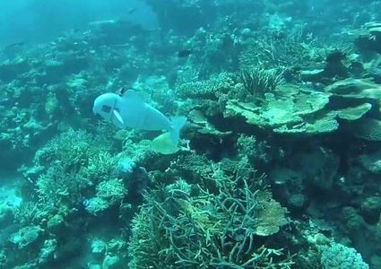 "سمكة روبوت" تستكشف عالم البحار!