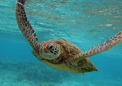 "حقائق مذهلة" عن السلاحف البحرية