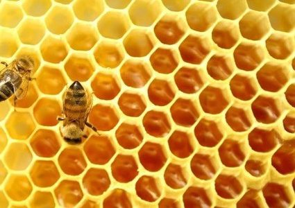 "صمغ النحل" سر صحة وجمال البشرة