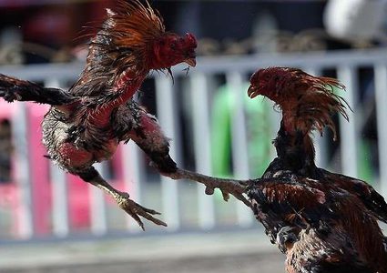 الشرطة الأمريكية تعتقل 200 ديك وتزج بها في السجن!